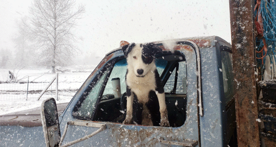 border collie pup leaning out of a truck window in the snow